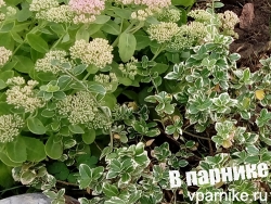 Euonymus japonica Бересклет форчуна