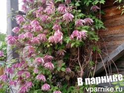 Когда цветут княжики? Ранние, средние и поздние сорта княжиков