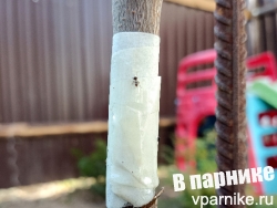 Самодельные ловчие пояса от тли из малярного скотча и клея ALT