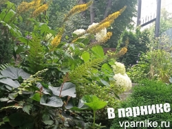 Самый ранний бузульник, зацветающий в конце июня - бузульник Пржевальского