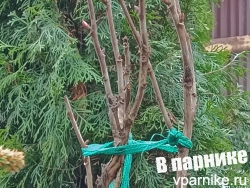 Как защитить древовидный пион от разломов под сугробами?