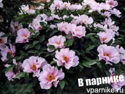 Две причины для обрезки древовидного пиона
