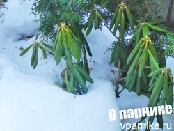 Rhododendron рододендрон в снегу