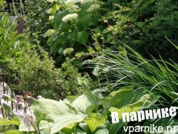 Еще 15 слизнеустойчивых хост. Часть 3: от G до K