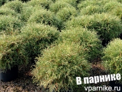 Шаровидная туя Mr Bowling Ball