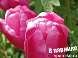 Tulipa Jumbo Pink Тюльпан Джамбо Пинк Фото из подмосковного сада