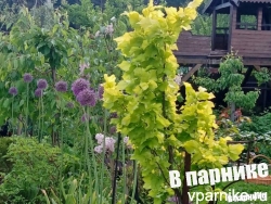 Вяз голландский Wredei в подмосковном саду