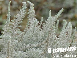 Серебро сада: деревья и кусты с серебристой листвой для средней полосы
