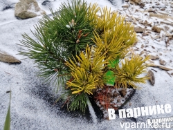 Сосна горная Винтер Голд - зимой и летом разным цветом