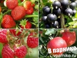 О некоторых советах при посадке плодово-ягодных кустарников