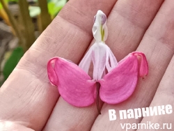 Английское название дицентры - "Леди в ванне" dicentra