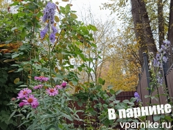 аконит aconitum carmichaelii