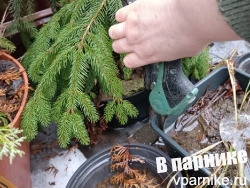 передержка растений в горшках
