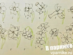 12 групп  нарциссов наглядно