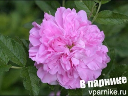 Неукрывная роза от Дэвида Остина - Mrs Doreen Pike