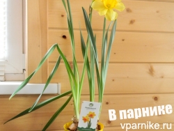 нарцисс в горшке