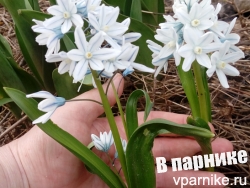 Что цветет в Подмосковном саду в середине апреля