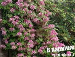 Чтобы княжик не оголялся внизу