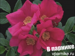 Ругоза Scabrosa для живой изгороди