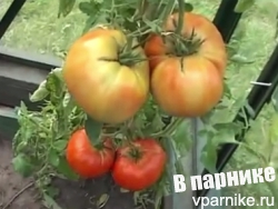 Как сеют семена крупноплодных томатов
