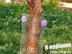 Как защитить плодовые деревья от когтей кошек