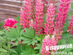 На фото люпин Красное пламя рядом с пионом Команд Перфоманс (paeonia Command Performance)