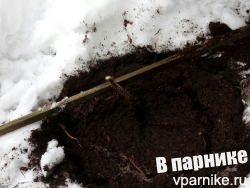 Как посадить розы в конце ноября в Подмосковье? Личный опыт