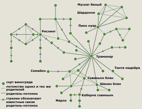 Не выведенных сортов винограда – полным-полно
