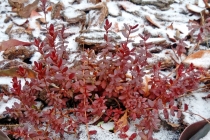 Подмосковный сад в декабре: какие растения ушли под снег с листьями